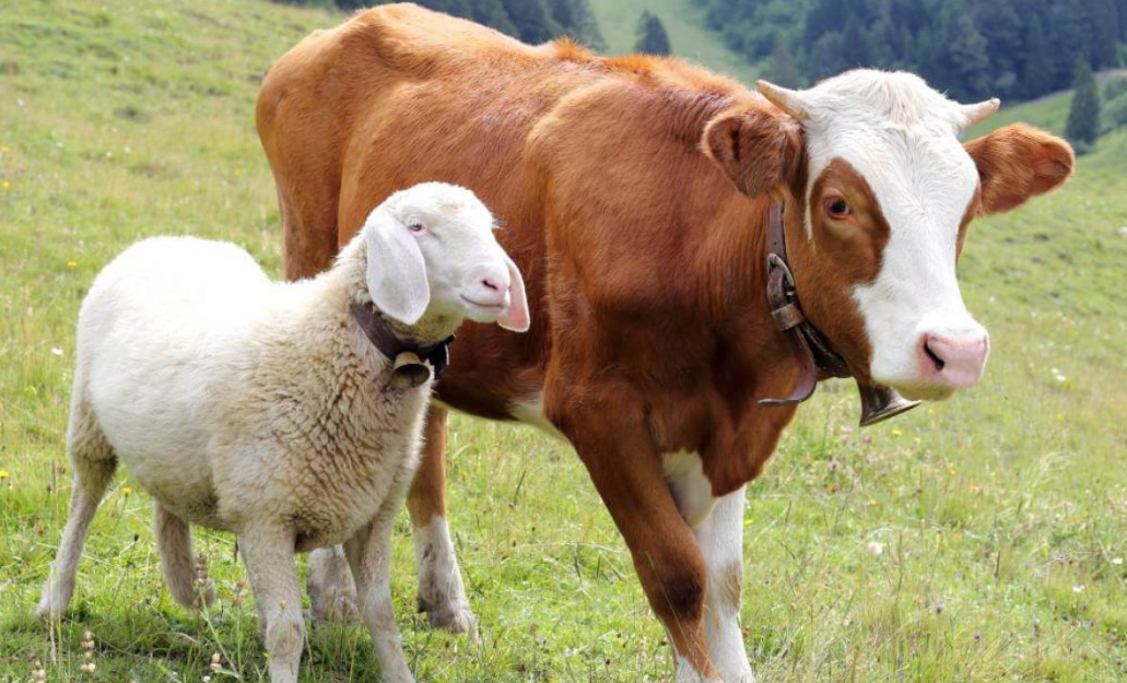 Strategi Arab Saudi Jelang Haji 2026, Impor Hewan Kurban Bebas Bea Masuk